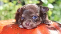 AKC Hershey , a male Chihuahua for sale in San Antonio, TX – 4 of 4