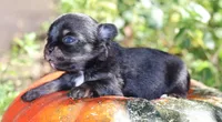 AKC Tiny Millie, a female Chihuahua for sale in San Antonio, TX – 6 of 8
