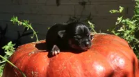 AKC Princess, a female Chihuahua for sale in San Antonio, TX – 3 of 3