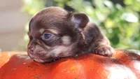 AKC Hershey , a male Chihuahua for sale in San Antonio, TX – 2 of 4