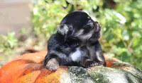 AKC Tiny Millie, a female Chihuahua for sale in San Antonio, TX – 7 of 8