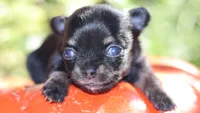 AKC Tiny Millie, a female Chihuahua for sale in San Antonio, TX – 2 of 8