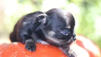 AKC Tiny Millie, a female Chihuahua for sale in San Antonio, TX – 3 of 8