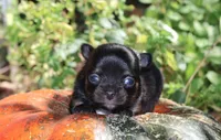 AKC Sabrina , a female Chihuahua for sale in San Antonio, TX – 6 of 7