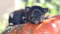 AKC Sabrina , a female Chihuahua for sale in San Antonio, TX – 7 of 7