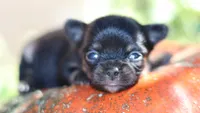 AKC Sabrina , a female Chihuahua for sale in San Antonio, TX – 5 of 7