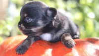 AKC Tiny Millie, a female Chihuahua for sale in San Antonio, TX – 8 of 8