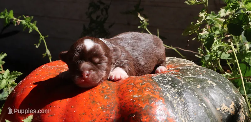 AKC Buddy – Chihuahua puppy for sale in San Antonio, TX