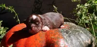 AKC Buddy, a male Chihuahua for sale in San Antonio, TX – 1 of 3