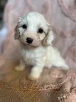 AKC Rainee, a female Cavapoo for sale in Toney, AL – 7 of 9