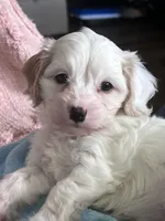 AKC Rainee, a female Cavapoo for sale in Toney, AL – 8 of 9