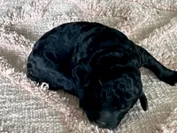 AKC HarLee Queen, a female Poodle - Standard  for sale in Toney, AL – 2 of 7