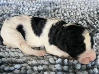 AKC Dior, a male Poodle - Standard  for sale in Toney, AL – 2 of 6