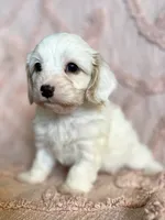 AKC Rainee, a female Cavapoo for sale in Toney, AL – 1 of 9
