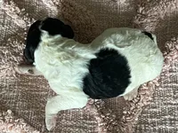 AKC HarLee D, a female Poodle - Standard  for sale in Toney, AL – 6 of 6