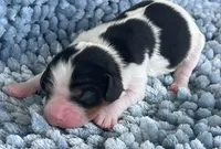 AKC Charles, a male Cavalier King Charles Spaniel for sale in Toney, AL – 8 of 9