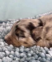 AKC Merle, a male Australian Shepherd for sale in Toney, AL – 3 of 10