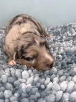 AKC Merle, a male Australian Shepherd for sale in Toney, AL – 9 of 10