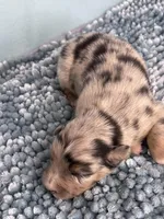 AKC Merle, a male Australian Shepherd for sale in Toney, AL – 10 of 10