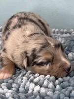 AKC Merle, a male Australian Shepherd for sale in Toney, AL – 5 of 10