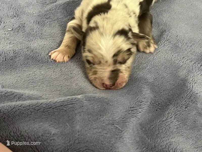 AKC Merle, a male Australian Shepherd for sale in Toney, AL – Photo 1 of 5