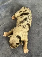 AKC Merle, a male Australian Shepherd for sale in Toney, AL – Photo 5 of 5