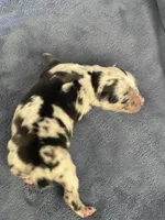 AKC Merle, a male Australian Shepherd for sale in Toney, AL – Photo 3 of 5