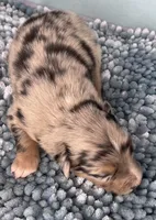 AKC Merle, a male Australian Shepherd for sale in Toney, AL – 8 of 10