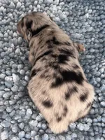 AKC Merle, a male Australian Shepherd for sale in Toney, AL – 7 of 10