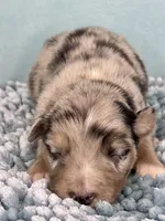 AKC Merle, a male Australian Shepherd for sale in Toney, AL – 6 of 10