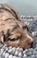 AKC Merle, a male Australian Shepherd for sale in Toney, AL – 2 of 10