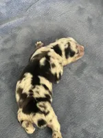 AKC Merle, a male Australian Shepherd for sale in Toney, AL – Photo 2 of 5