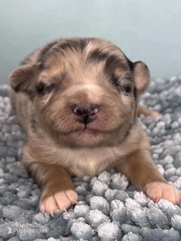 AKC Merle – Australian Shepherd puppy for sale in Toney, AL