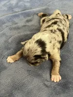 AKC Merle, a male Australian Shepherd for sale in Toney, AL – Photo 4 of 5