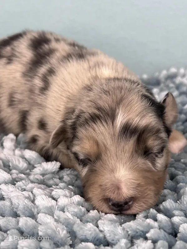 AKC Merle – Australian Shepherd puppy for sale in Toney, AL