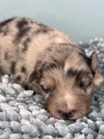 AKC Merle, a male Australian Shepherd for sale in Toney, AL – 1 of 10
