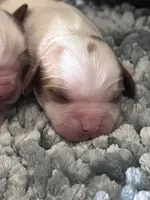 AKC Fonzi, a male Cavalier King Charles Spaniel for sale in Toney, AL – 6 of 6