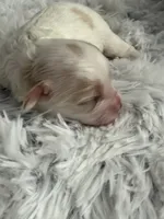 CKC Carlton, a male Cavapoo for sale in Toney, AL – 5 of 6