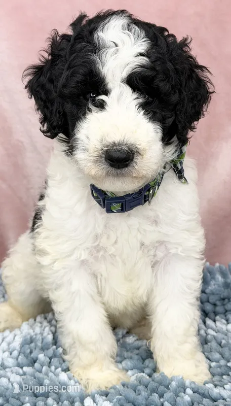 AKC Dior 2 – Poodle - Standard  puppy for sale in Toney, AL