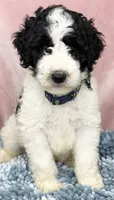 AKC Dior 2, a male Poodle - Standard  for sale in Toney, AL – 1 of 5