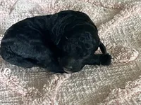 AKC HarLee Queen, a female Poodle - Standard  for sale in Toney, AL – 1 of 7