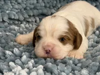 AKC Fonzi, a male Cavalier King Charles Spaniel for sale in Toney, AL – 3 of 4