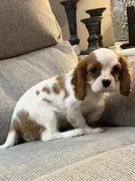 AKC Fonzi, a male Cavalier King Charles Spaniel for sale in Toney, AL – 5 of 7