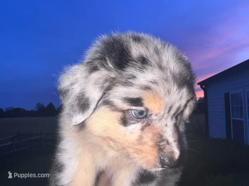 AKC Merle – Australian Shepherd puppy for sale in Toney, AL