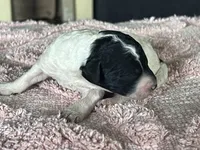 AKC HarLee D, a female Poodle - Standard  for sale in Toney, AL – 4 of 6