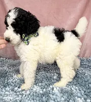 AKC Dior 2, a male Poodle - Standard  for sale in Toney, AL – 5 of 5