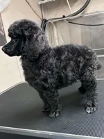 AKC HarLee Queen, a female Poodle - Standard  for sale in Toney, AL – 4 of 4