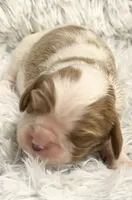 AKC Princess Fancy, a female Cavalier King Charles Spaniel for sale in Toney, AL – 5 of 5