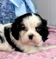 AKC Snowy, a female Cavalier King Charles Spaniel for sale in Toney, AL – Photo 6 of 9