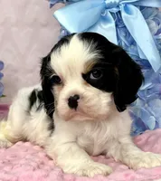 AKC Snowy, a female Cavalier King Charles Spaniel for sale in Toney, AL – Photo 3 of 9